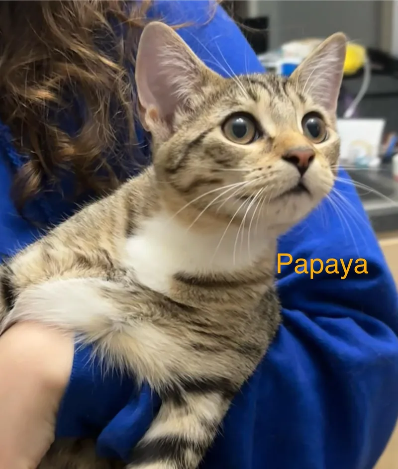 Papaya thumbnail 2