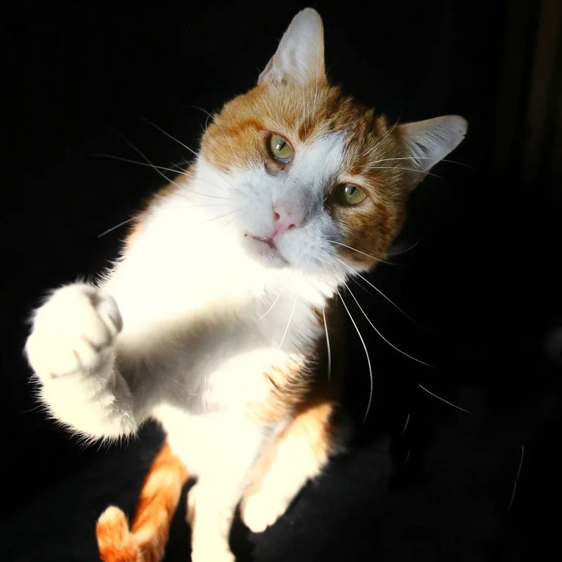 An adult medium-sized male Tabby (Orange / Red) Domestic Short Hair cat named Rizzo for adoption in Menasha, WI