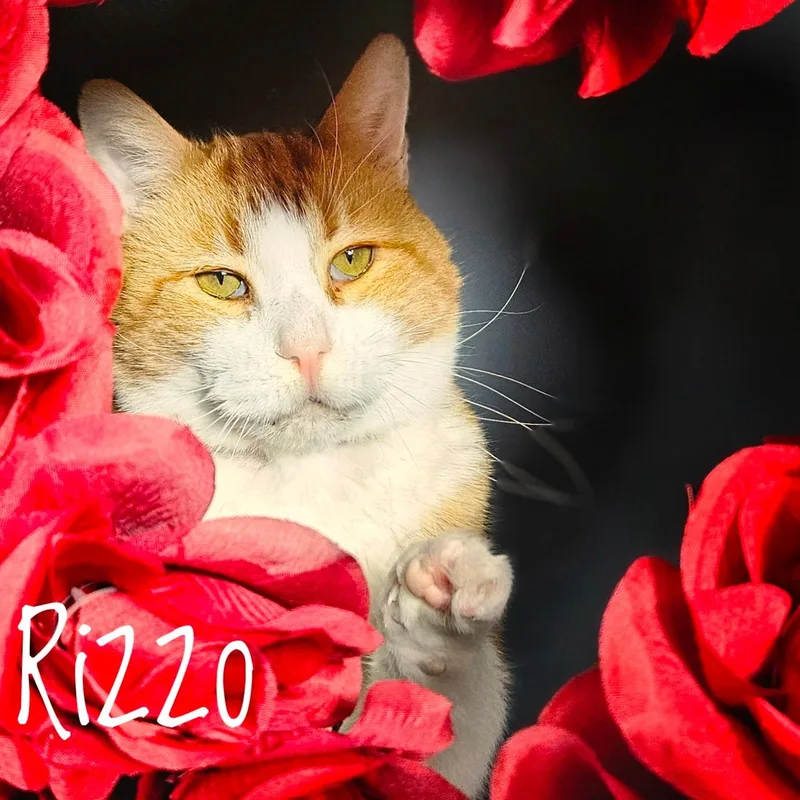 Rizzo thumbnail 5