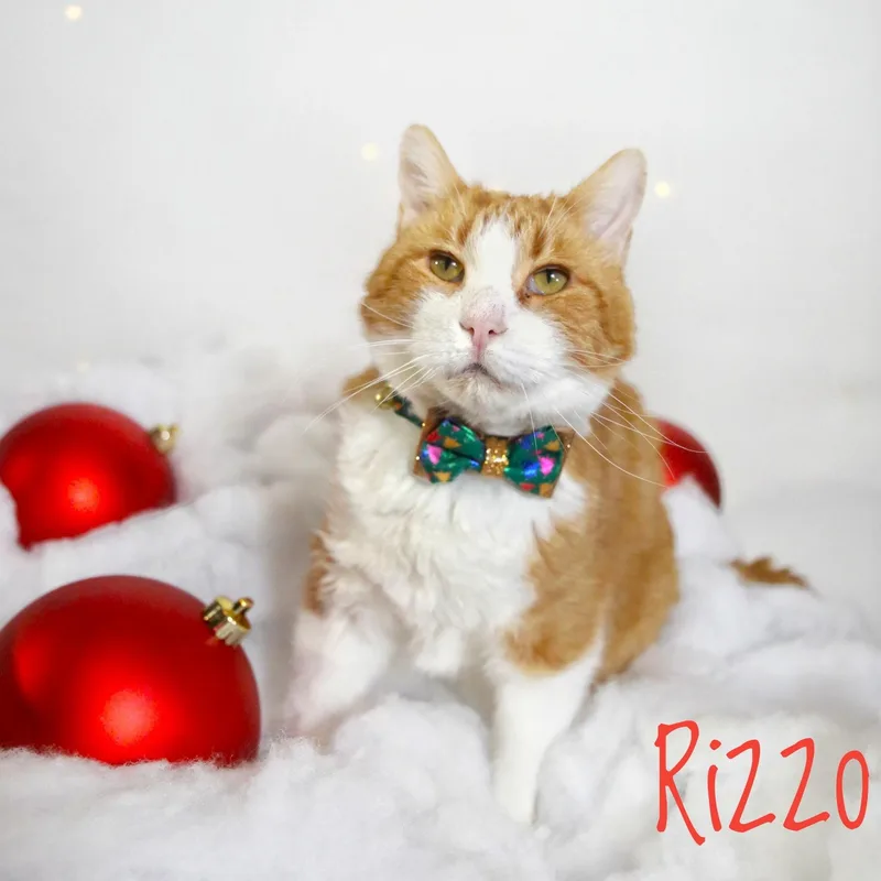 Rizzo thumbnail 6