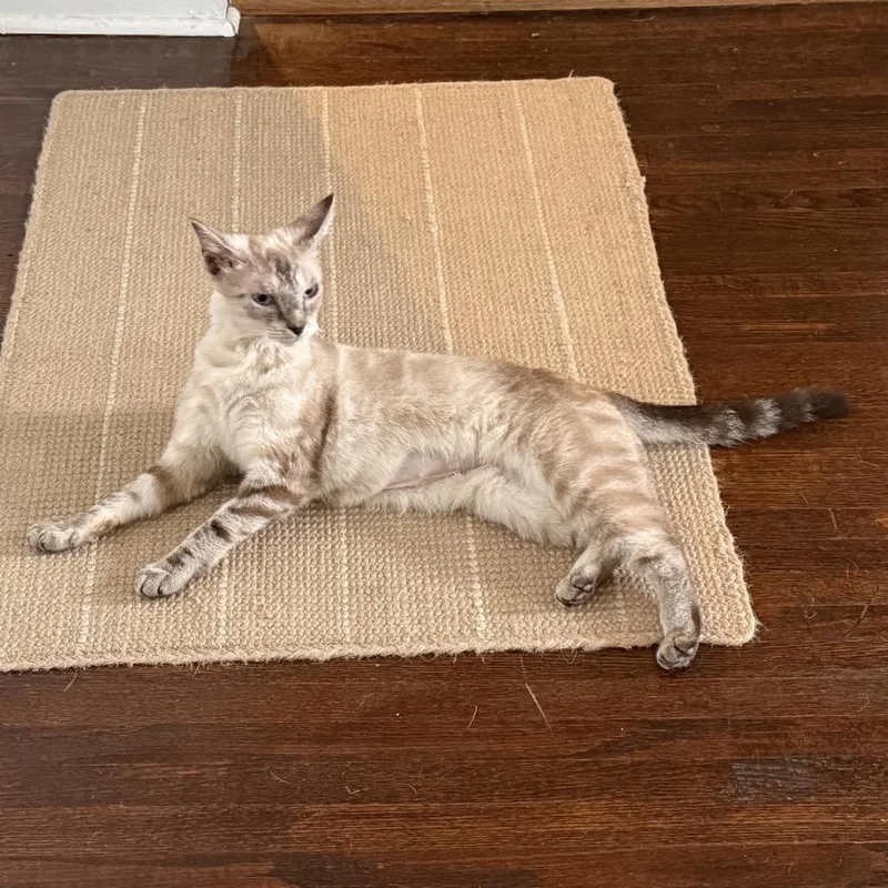 A young small-sized female Siamese cat named Penny Lane for adoption in Granville, OH