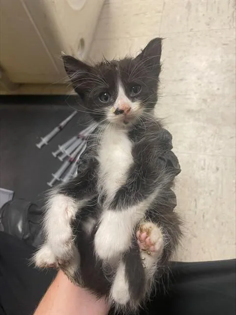 A baby small-sized male Domestic Long Hair cat named Kyle for adoption in Stockton, CA