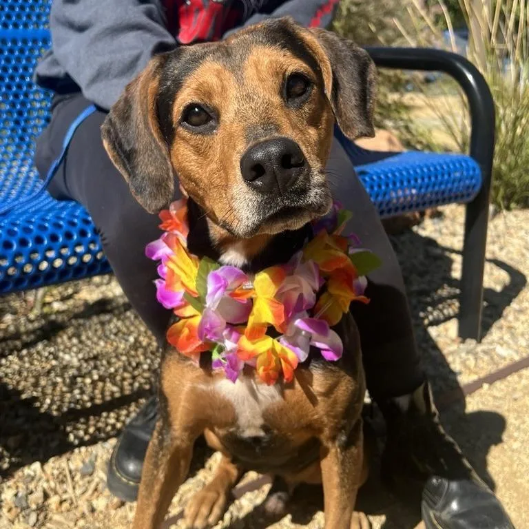 An adult medium-sized male Black Hound dog named Lowell for adoption in Albuquerque, NM
