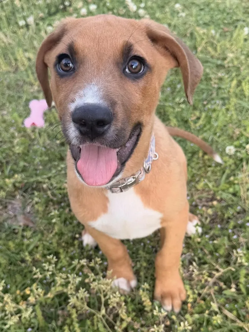 A baby medium-sized male Brown / Chocolate Boxer dog named Martin for adoption in Calera, AL