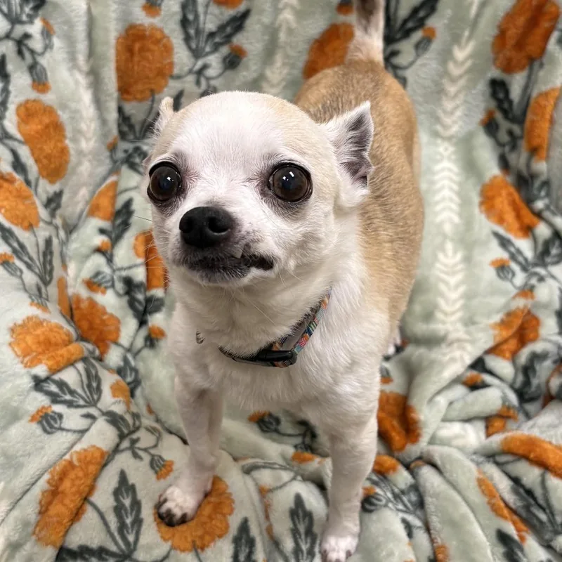A senior small-sized male Yellow / Tan / Blond / Fawn Chihuahua dog named Mikee for adoption in Bedford, NH