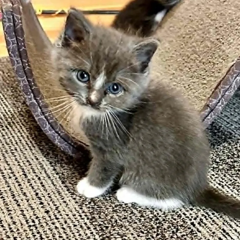A baby small-sized male Gray / Blue / Silver Domestic Short Hair cat named Enrico Located in for adoption in Alexandria, VA