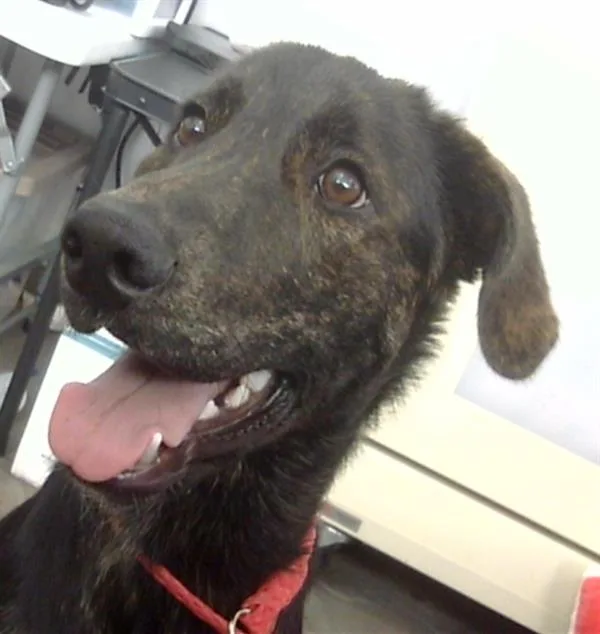 A young medium-sized male Mixed Breed dog named King for adoption in Dallas, TX