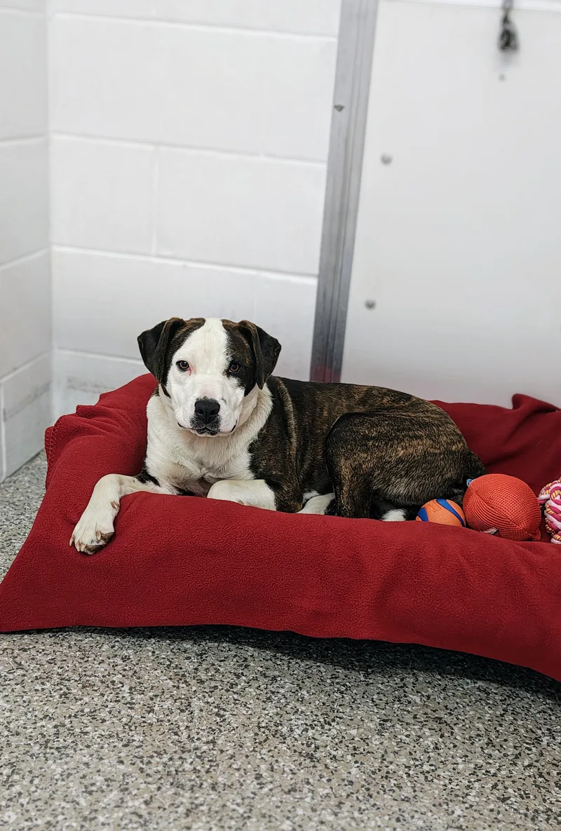 An adult medium-sized female Brown / Chocolate Pit Bull Terrier dog named Vivianne for adoption in Oconto, WI