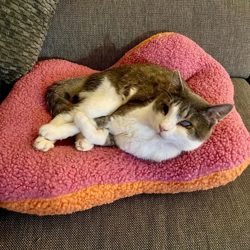An adult medium-sized male Gray & White Domestic Short Hair cat named Bandit for adoption in Wilmington, CA