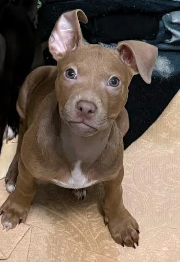 A baby small-sized male Terrier dog named Charming for adoption in Washington, DC