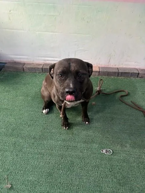 An adult large-sized female Pit Bull Terrier dog named Dulce for adoption in Baldwin Park, CA
