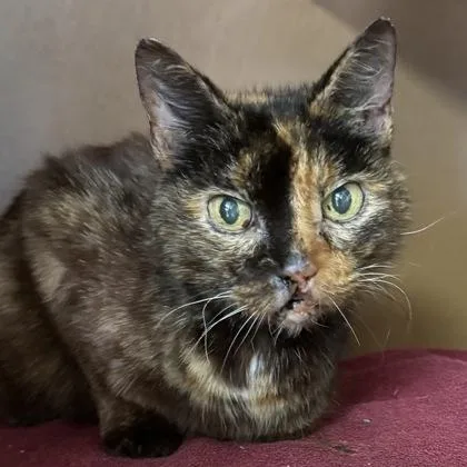 A young medium-sized female Domestic Short Hair cat named Callie $ for adoption in Seneca, SC