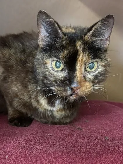 Callie $ thumbnail 3