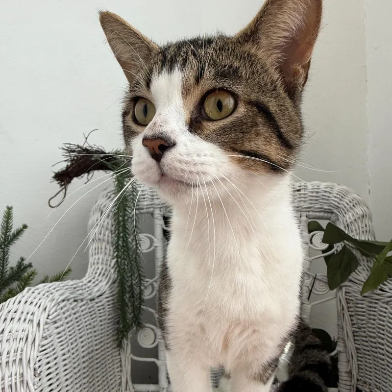 William the Conquerer FIV+