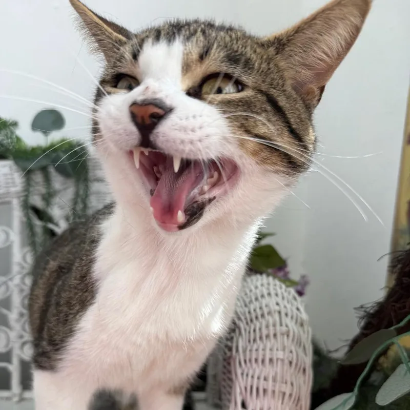 William the Conquerer FIV+ thumbnail 2