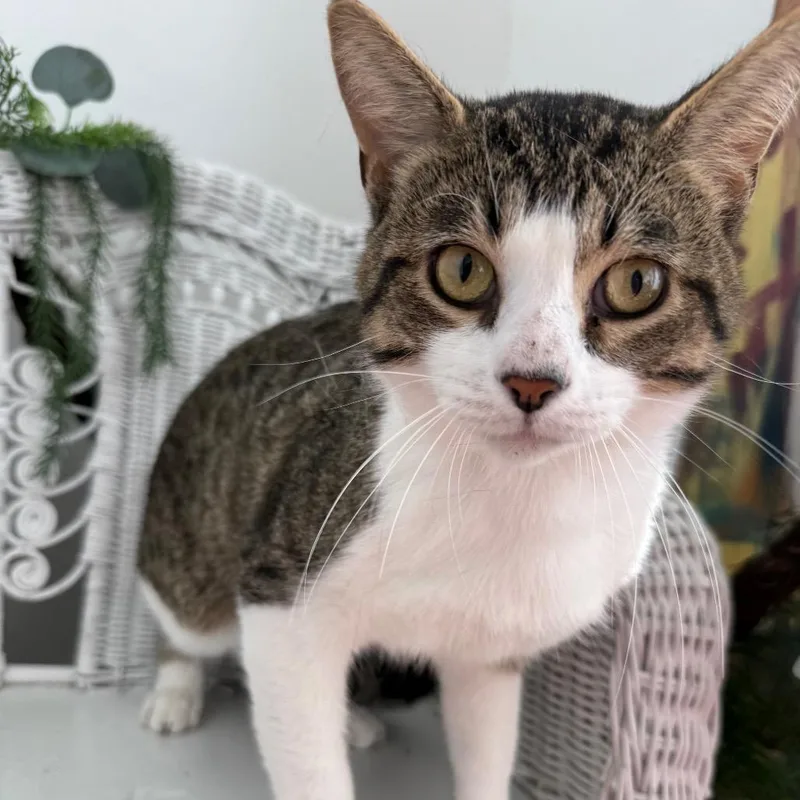 William the Conquerer FIV+ thumbnail 3