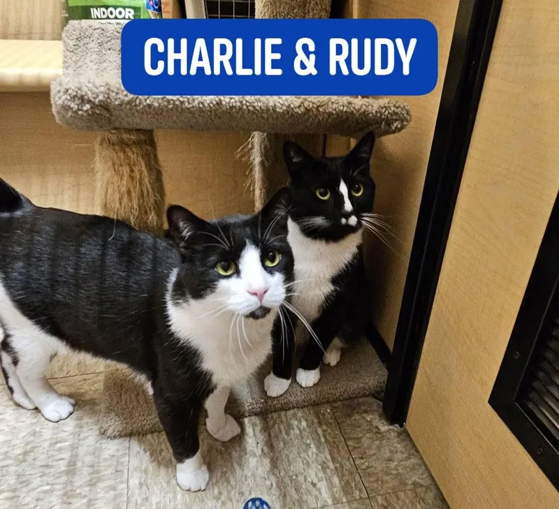 An adult medium-sized male Black & White / Tuxedo Domestic Short Hair cat named Charlie & Rudy Stauff. for adoption in Stowe, PA