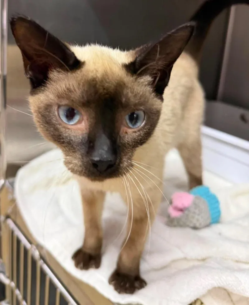 A young small-sized female Siamese cat named Sabrina for adoption in Lagrange, IN
