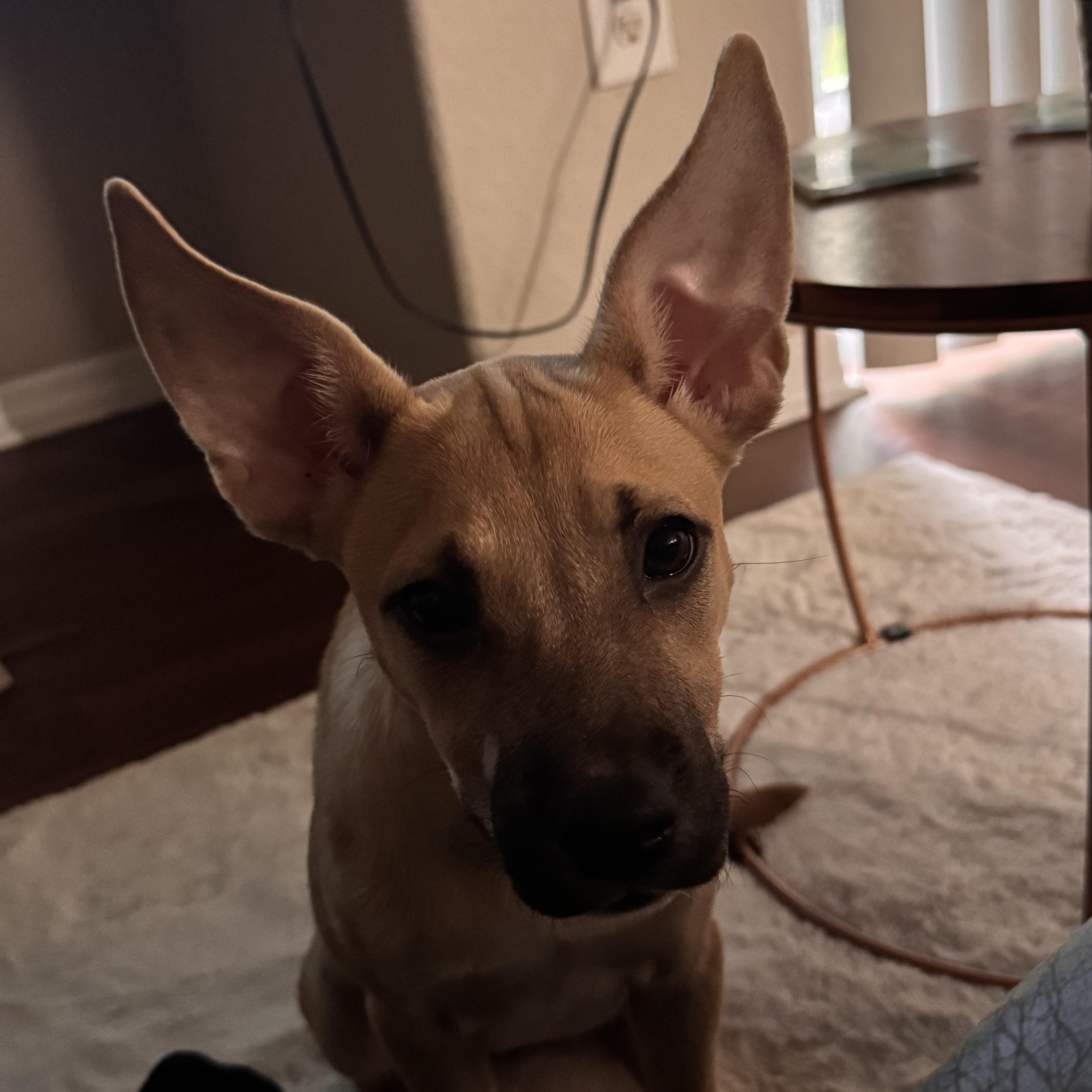 A baby medium-sized female Black Mouth Cur dog named Flittermouse for adoption in Tampa, FL