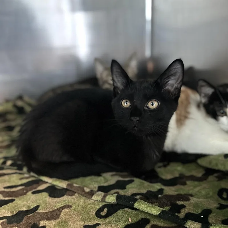 A baby small-sized male Black Domestic Short Hair cat named Tails for adoption in Matteson, IL