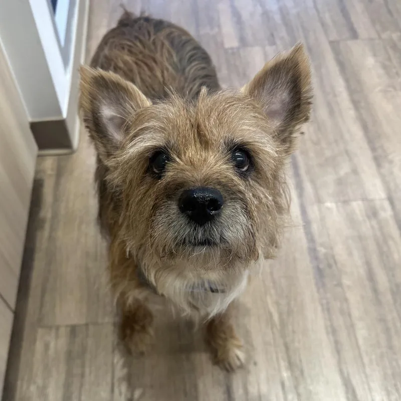 A senior medium-sized male Black Mixed Breed dog named Kody for adoption in New York, NY