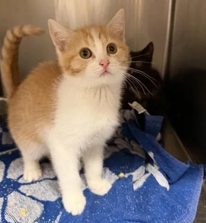 A baby small-sized female Domestic Short Hair cat named Trisha for adoption in Hamilton, NJ