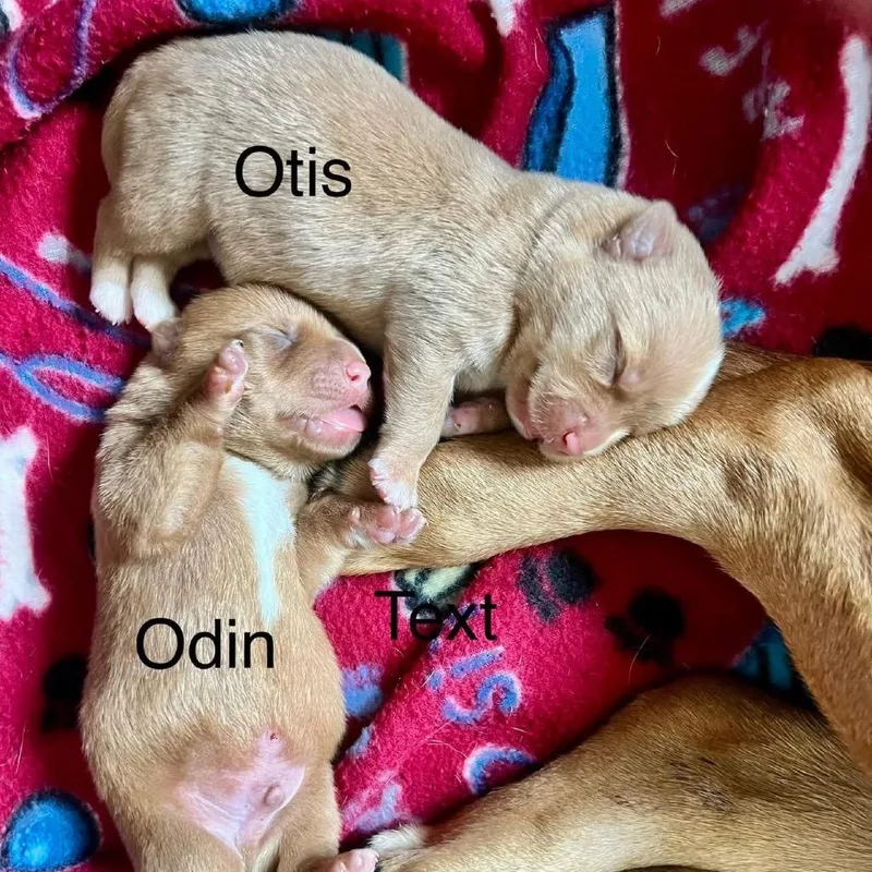 Otis