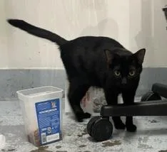 An adult medium-sized female Black Domestic Short Hair cat named Vina for adoption in Sherman Oaks, CA