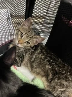 A young small-sized female Domestic Short Hair cat named A for adoption in Stockton, CA