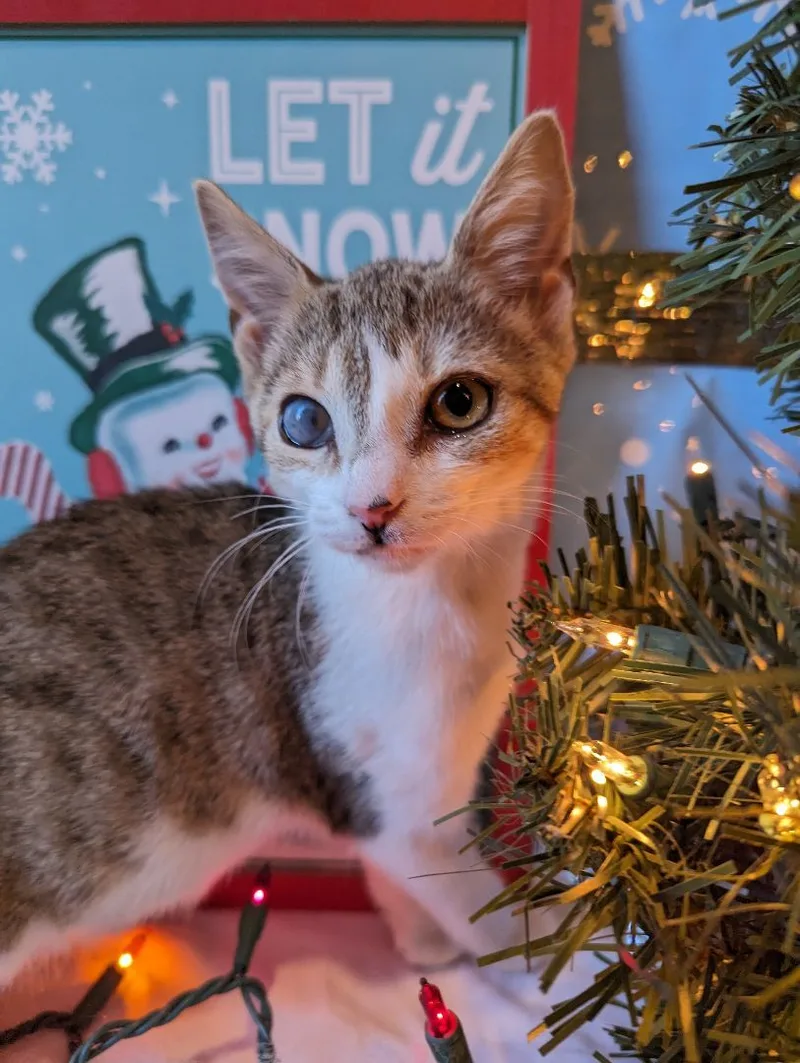 A young medium-sized female White Domestic Short Hair cat named Delia for adoption in Morristown, NJ