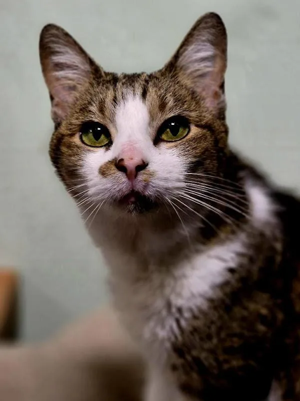 An adult medium-sized female Tabby (Buff / Tan / Fawn) Domestic Short Hair cat named Rosie Fuentes for adoption in Johnson City, TN