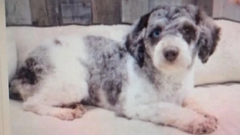 An adult small-sized female Poodle dog named Galilea for adoption in Washington, DC