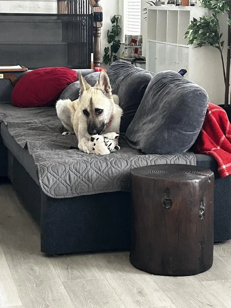 An adult large-sized male Shepherd dog named Echo for adoption in Mesquite, TX