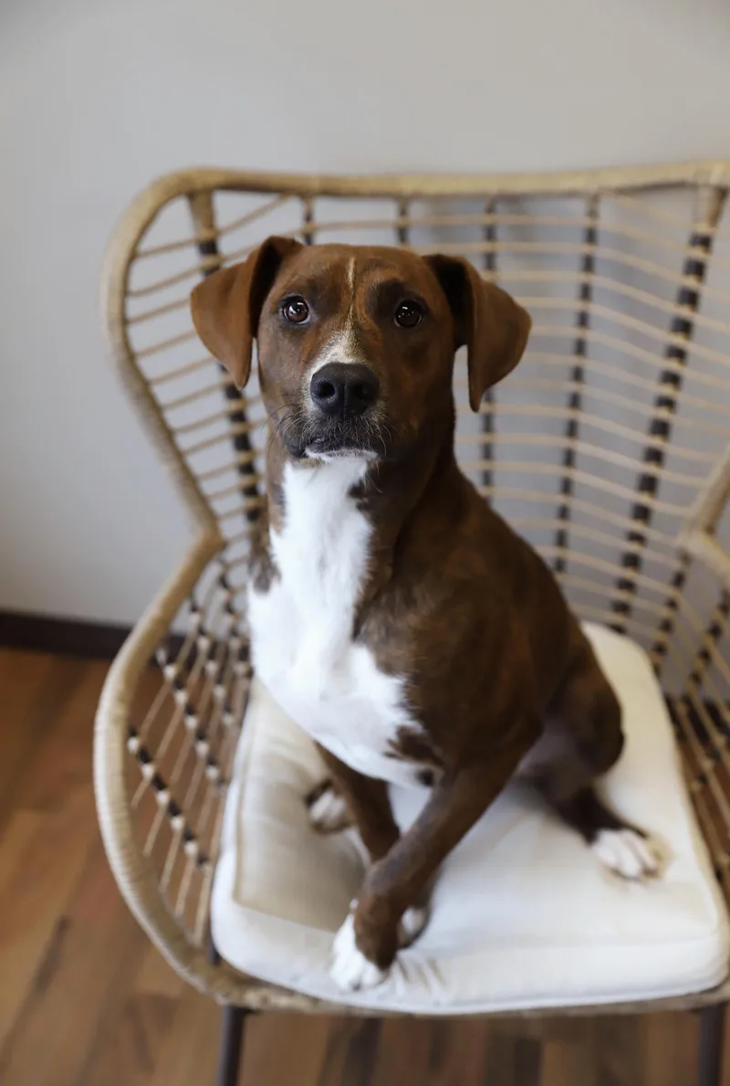 A young medium-sized female Brindle Pit Bull Terrier dog named Luna Marie for adoption in Green Bay, WI