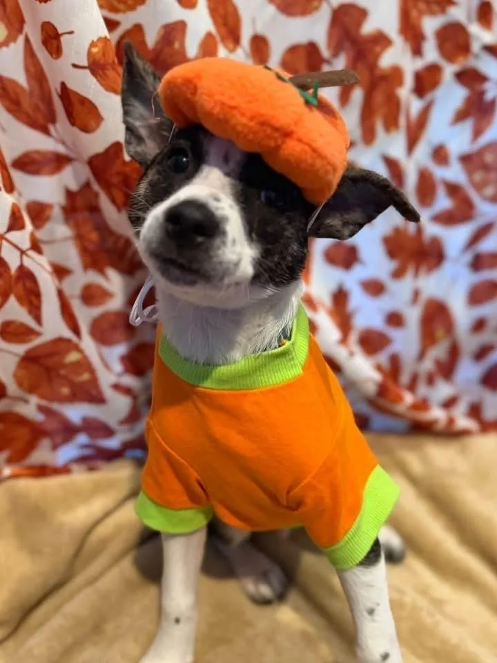 A baby small-sized male Chihuahua dog named Ruler for adoption in Scranton, PA
