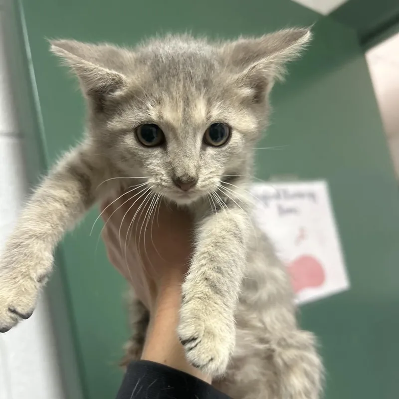 A baby small-sized female Torbie Domestic Short Hair cat named Harvest for adoption in Lewisburg, WV