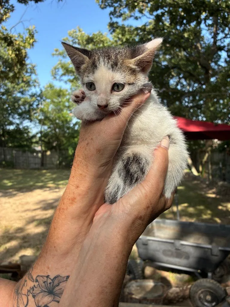 A baby medium-sized female Domestic Short Hair cat named Wren for adoption in Little Rock, AR