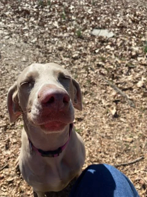 An adult large-sized female Weimaraner dog named Zeda Star for adoption in Marietta, GA