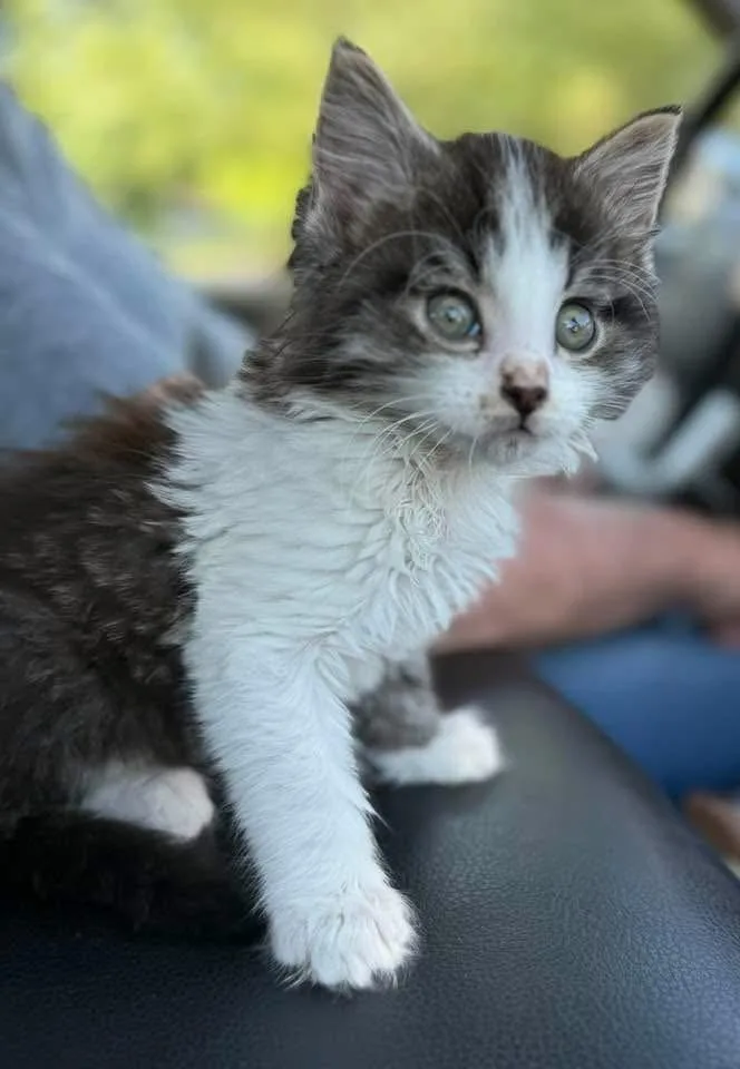 A baby small-sized male Gray & White Domestic Long Hair cat named Siggy for adoption in Hartford, KY