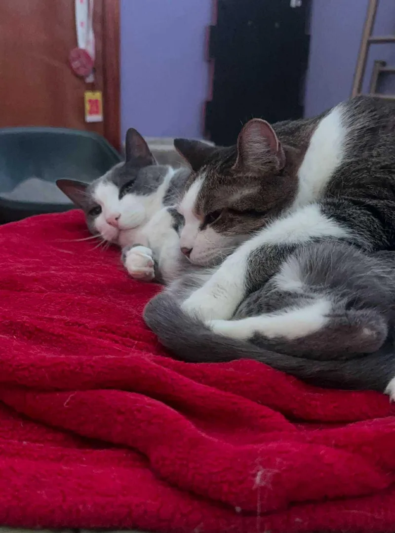 Baloo And King Louie