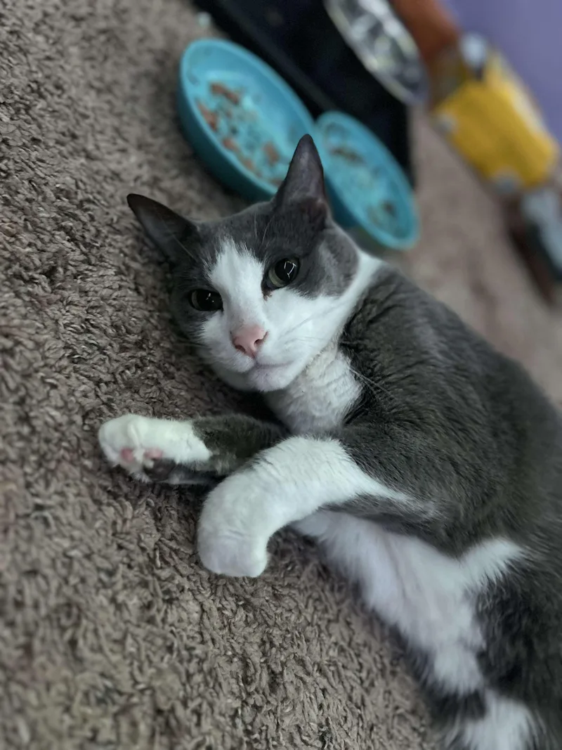 Baloo And King Louie thumbnail 2