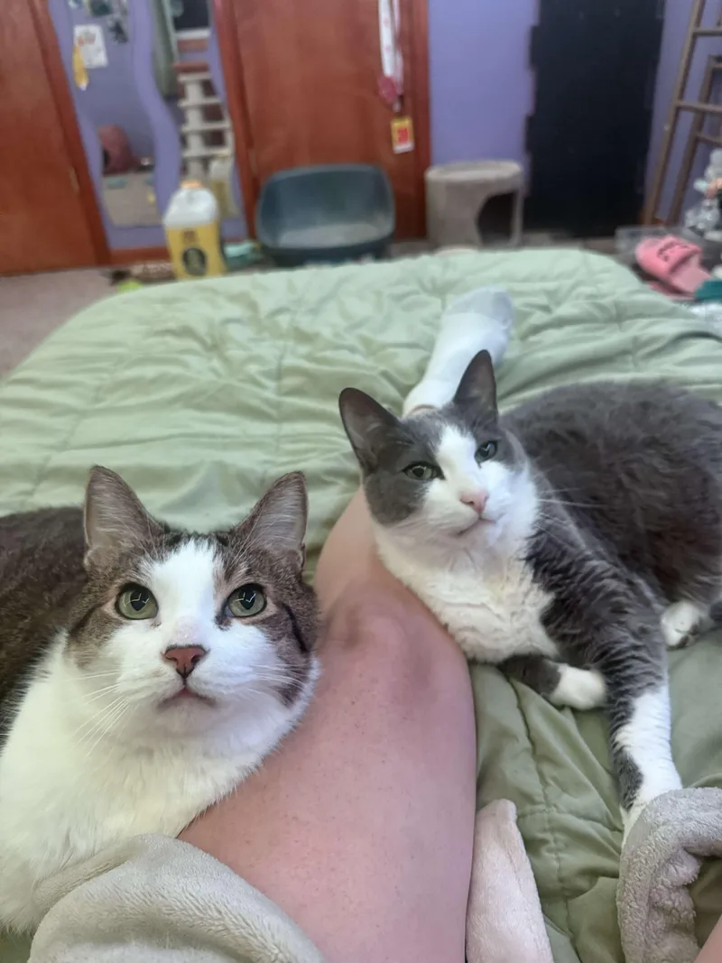 Baloo And King Louie thumbnail 3