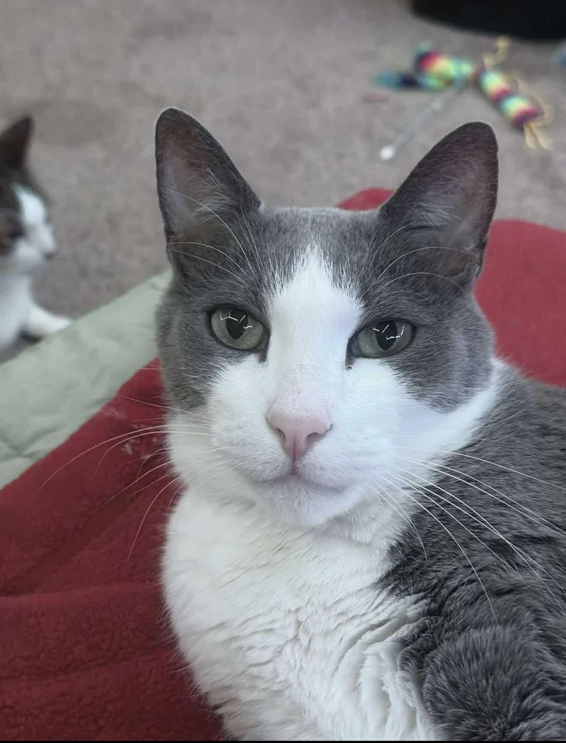 Baloo And King Louie thumbnail 4