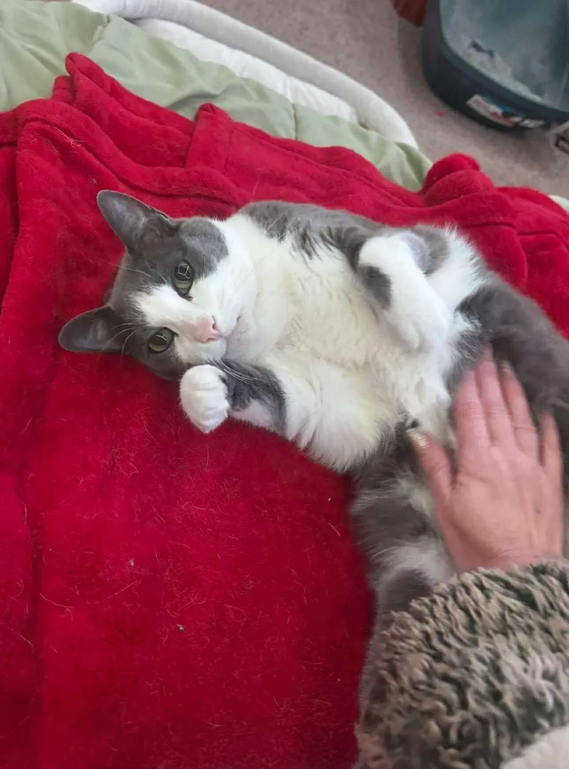 Baloo And King Louie thumbnail 5