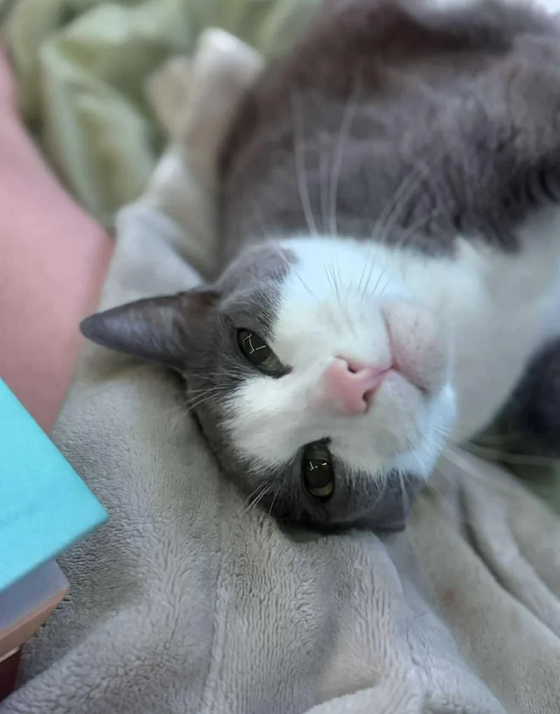 Baloo And King Louie thumbnail 6