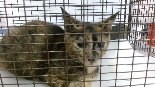 A baby small-sized female Domestic Short Hair cat named Penelope for adoption in Miami, FL