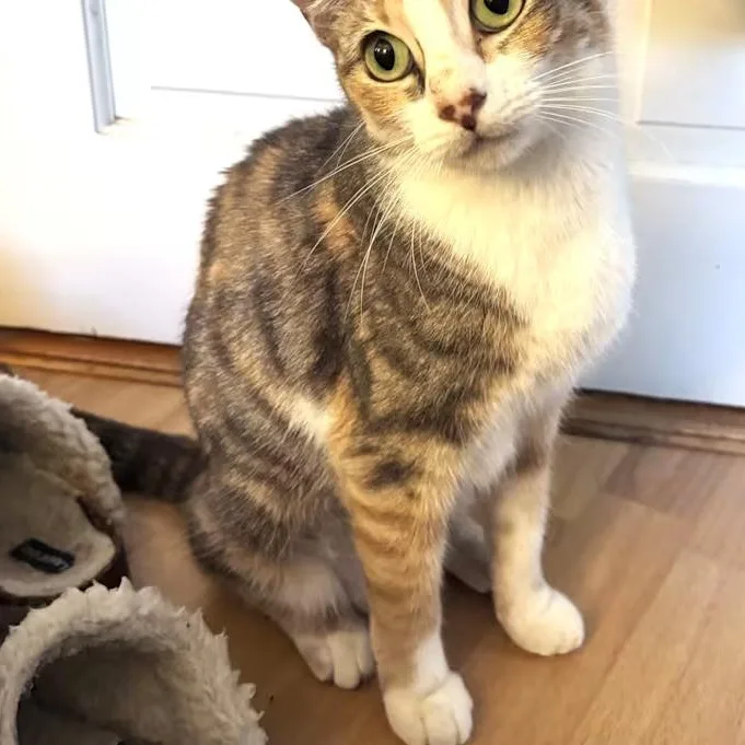 A young medium-sized female Dilute Calico Domestic Short Hair cat named Sonia for adoption in Nantucket, MA
