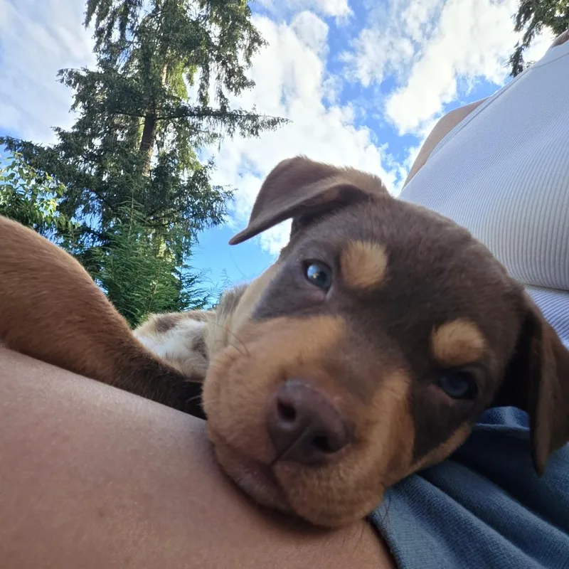 A baby small-sized male Mixed Breed dog named Hudson for adoption in Allyn, WA