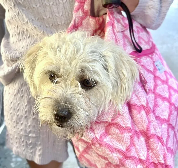 A young small-sized female White / Cream Maltipoo dog named Pearl Jam for adoption in Brooklyn, NY