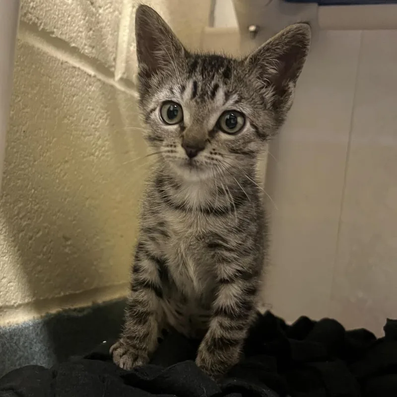 A baby small-sized female Gray / Blue / Silver Domestic Short Hair cat named Jessica for adoption in Naples, FL